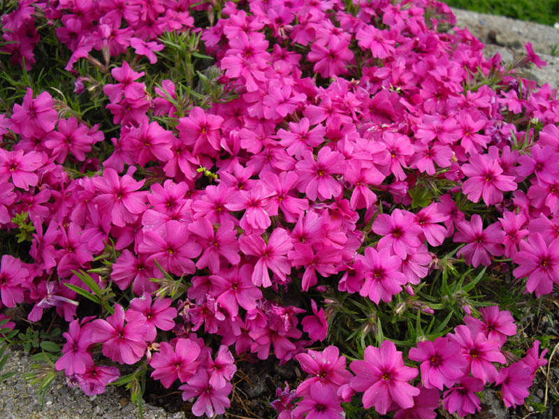 Phlox 'Tetra red' photo